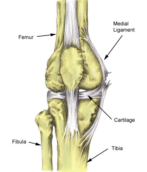 icd 10 cartilage thinning of medial knee compartments