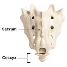 Coccyx pain, tailbone pain (Coccydynia). Can Chiropractic