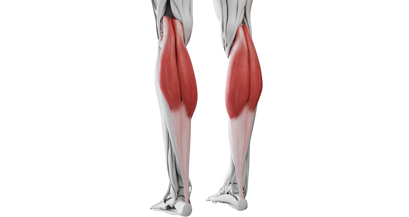 illustration of biology and medical, calf tear and Torn Calf