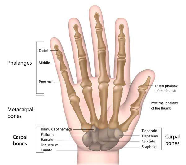 Sprained Thumb - Symptoms, Causes, &