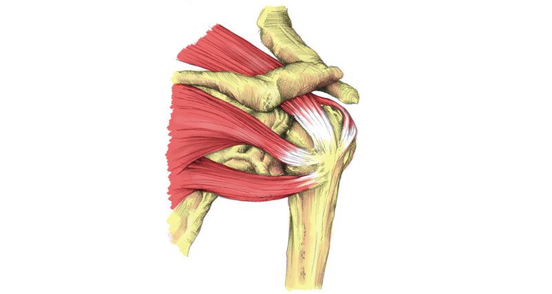 rotator cuff recovery exercises