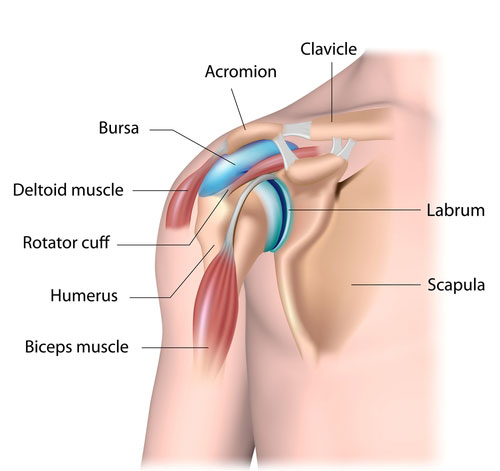 Dislocated shoulder - other structures in the joint