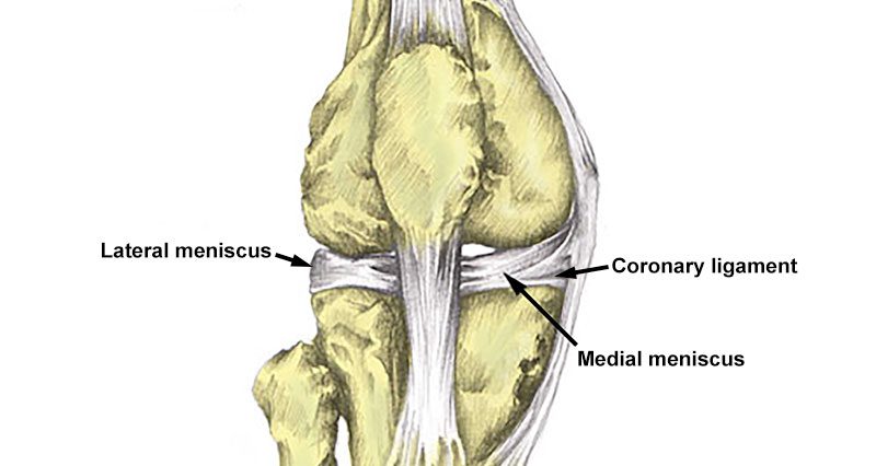 The Knee Joint: Anatomy and 3D Illustrations