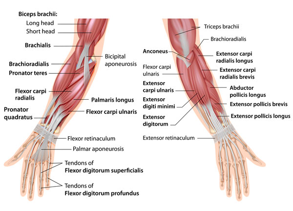 Wrist Anatomy - Bones, Ligaments, Muscles & Nerves