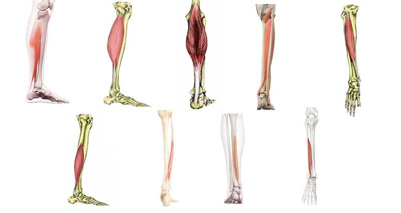 https://www.sportsinjuryclinic.net/wp-content/uploads/2018/08/foot-ankle-muscles800-800x426.jpg