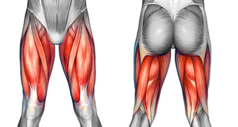 The muscle locations for (a) the back of leg including the