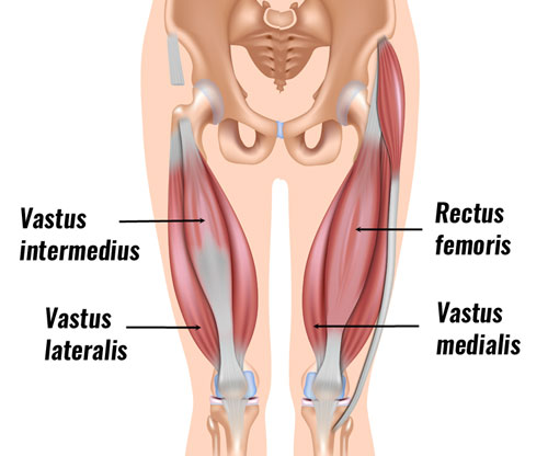thigh muscle strain anatomy