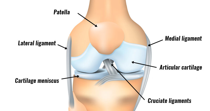knee joint ligaments and tendons