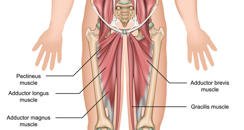 Inguinal Region, Function, Location & Anatomy