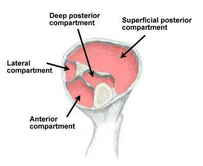 anterior compartment stretch