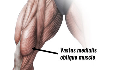 vastus medialis muscle