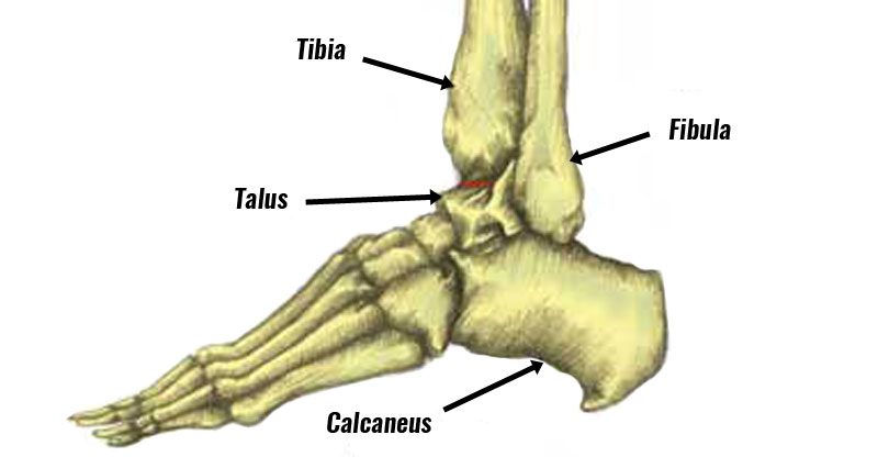 Dislocated Ankle - Causes, Treatment & Rehabilitation