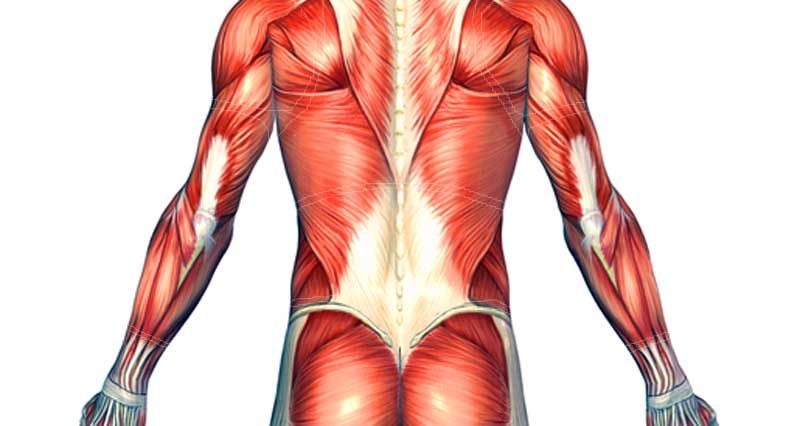 Back Muscle Strain - Symptoms, Causes and Treatment