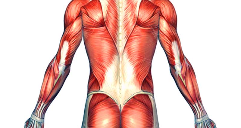 Back Muscle Strain - Symptoms, Causes and Treatment