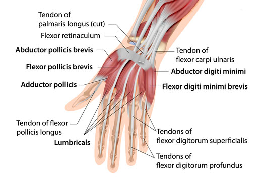 wrist flexor tendons