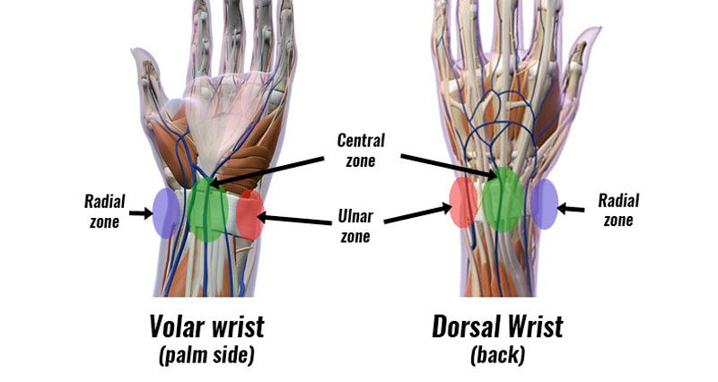 radiate ligament wrist