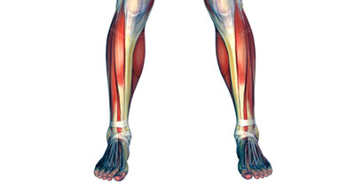 leg muscle diagram anterior