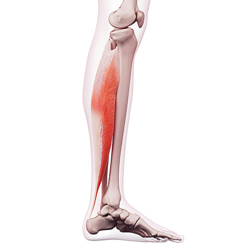 The Calf Muscles - Gastrocnemius & Soleus - Actions & Anatomy