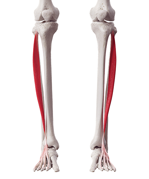 Ankle Joint Muscles Quiz - Sportsinjuryclinic.net