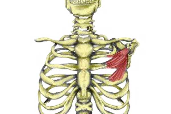 Ch. 4 - Shoulder Girdle Muscles Diagram