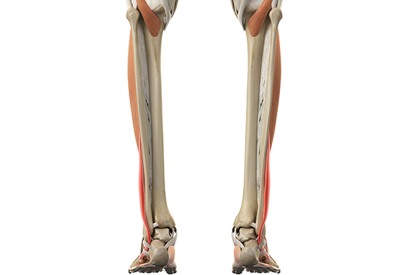 Plantar Flexion - What is it? Which muscles Plantarflex the ankle?