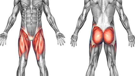 hip muscles